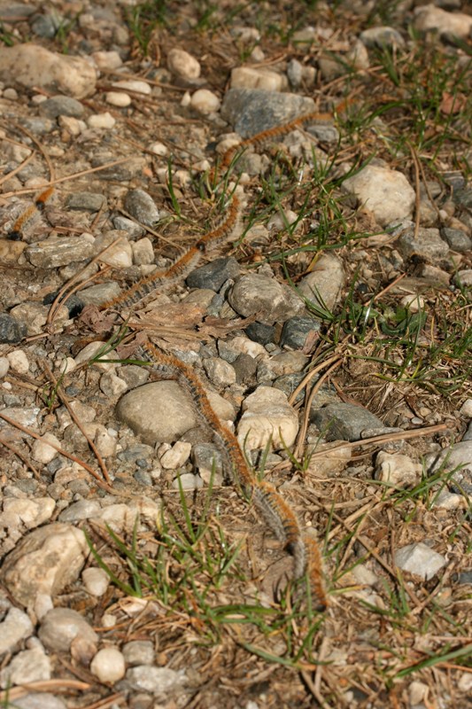 Al Tour: processionaria - Thaumetopoea pityocampa